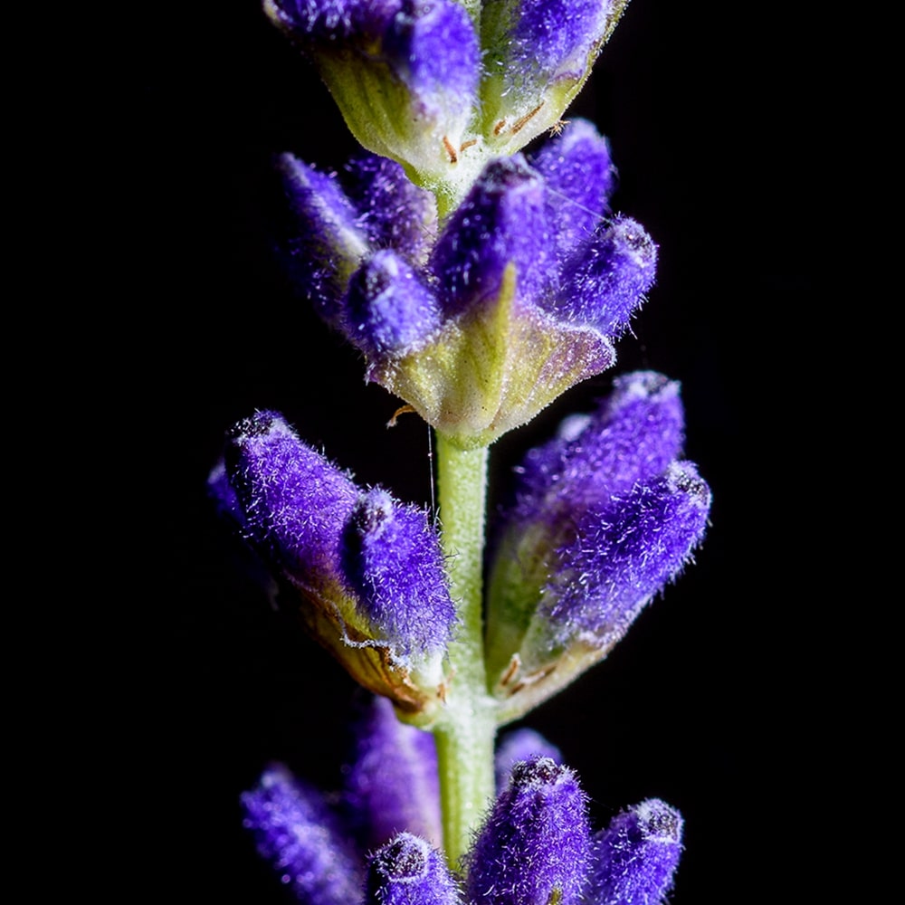 note-lavender