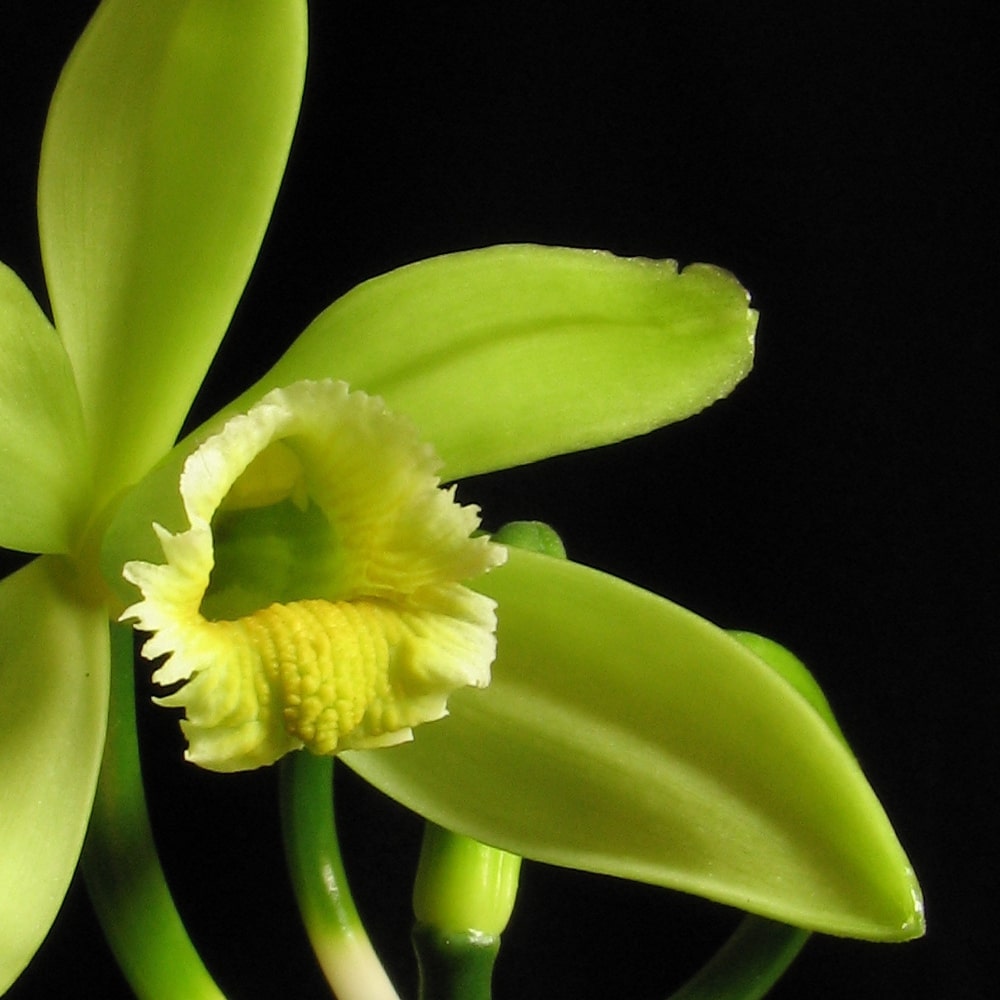 note-vanilla-orchid